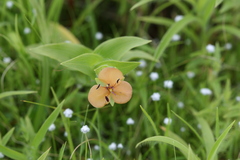 Murdannia lanuginosa
